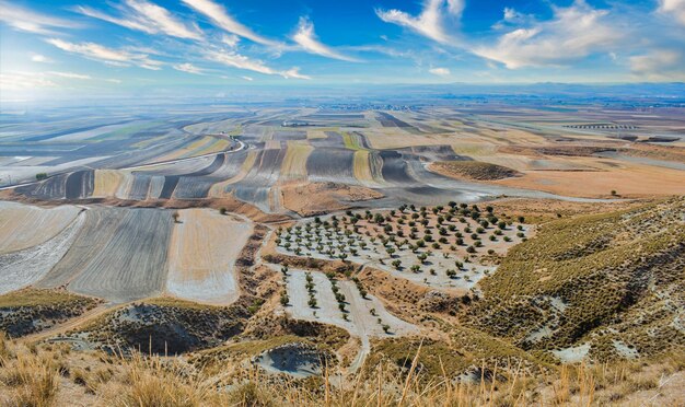 Campi coltivati a cereali e olivi nella regione di La Sagra, Toledo (Spagna).