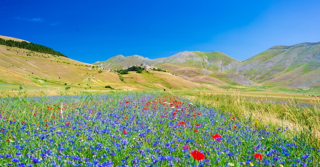 Campi coltivati in fiore, famosa pianura fiorita colorata nell'Appennino, altopiani di Castelluccio di Norcia, Italia. Agricoltura di lenticchie, papaveri rossi e fiordalisi blu.