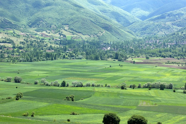 Campi coltivati verdi del paesaggio rurale