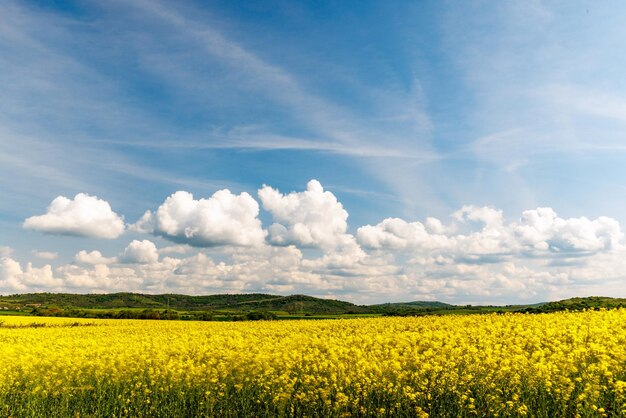 Campi con colza in fiore sotto il cielo nuvoloso