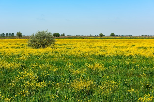 Campi contadini con piantagioni di senape