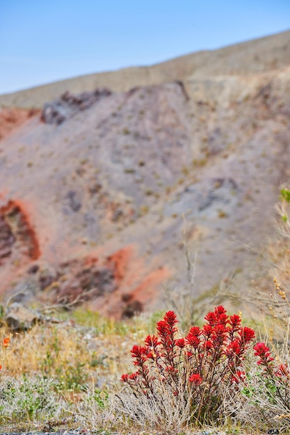 Campi del deserto con piante fiorite di fiori rossi accanto alle colline