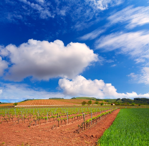 Campi del vigneto La Rioja nel Cammino di Santiago