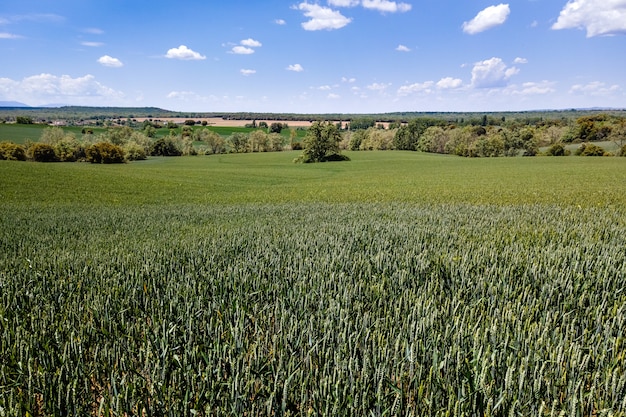 Campi di cereali coltivati in natura con cielo azzurro e nuvole bianche