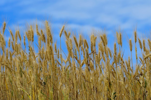 Campi di cereali maturi, in attesa di raccolto - Granada