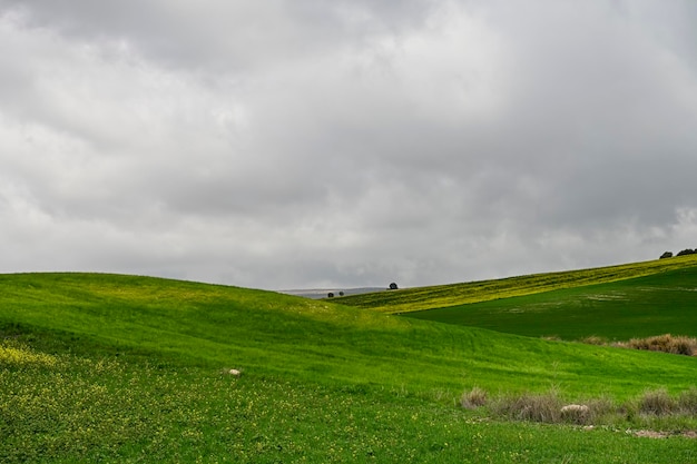 Campi di cereali verdi in un paesaggio leggermente ondulato