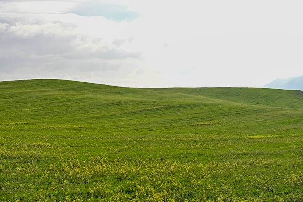 Campi di cereali verdi in un paesaggio leggermente ondulato