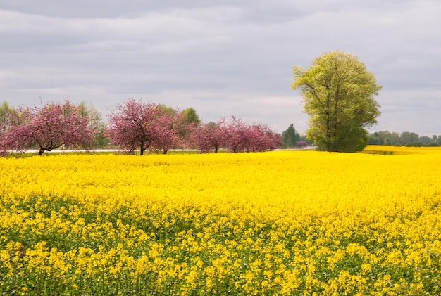 campi di colza in fiore e meli