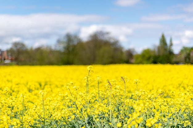 Campi di colza in primavera