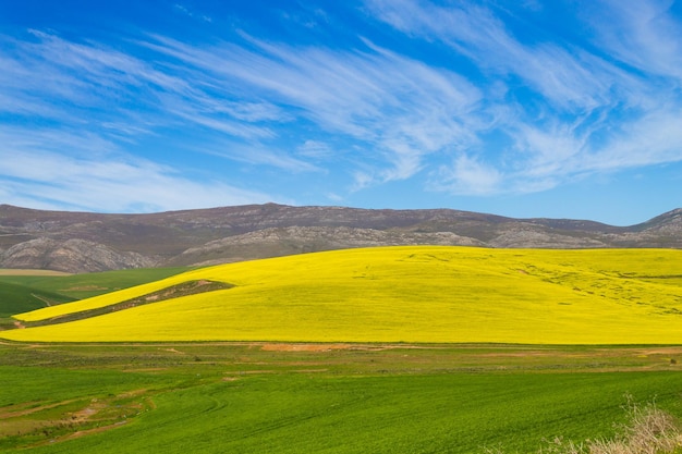 Campi di colza lungo la strada da Karoo a Franschhoek, Sud Africa. Sfondo di campi gialli