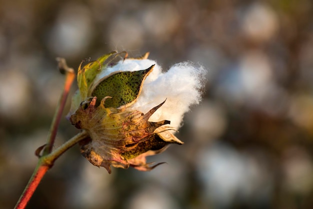 Campi di cotone pronti per la raccolta, agricoltura