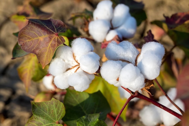 Campi di cotone pronti per la raccolta, agricoltura