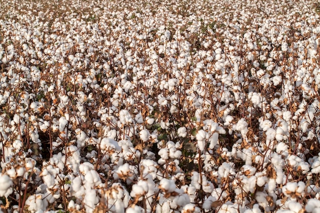 Campi di cotone pronti per la raccolta, foto dell'agricoltura.