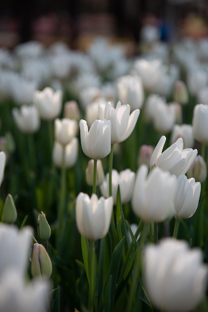 Campi di fiori colorati del tulipano nella mattina di primavera