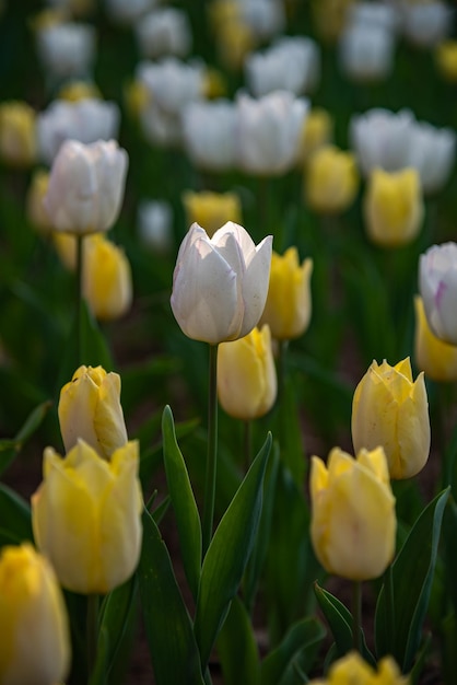 Campi di fiori colorati del tulipano nella mattina di primavera