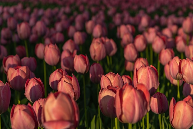 Campi di fiori colorati del tulipano nella mattina di primavera