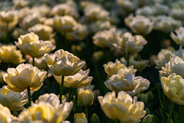 Campi di fiori colorati del tulipano nella mattina di primavera