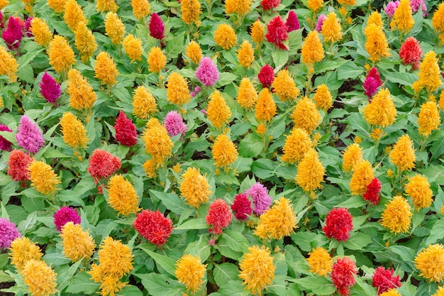 Campi di fiori colorati primavera