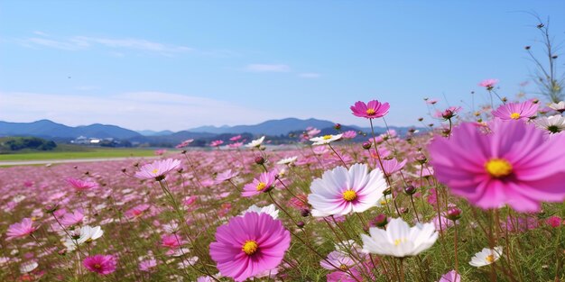 Campi di fiori del Cosmo