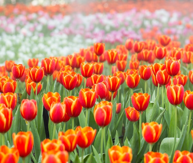 Campi di fiori del tulipano