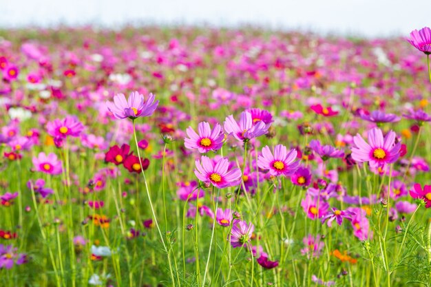 Campi di fiori dell'universo