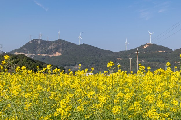 Campi di fiori di colza dorati sotto il cielo azzurro