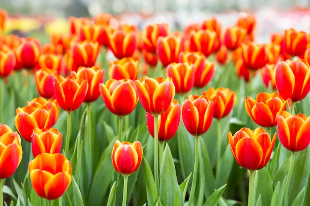 Campi di fiori di tulipano arancione