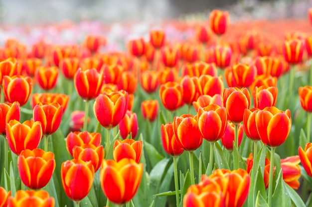 Campi di fiori di tulipano arancione