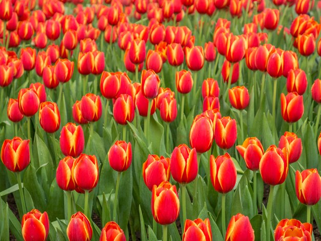 Campi di fiori di tulipano