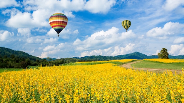 Campi di fiori gialli contro il cielo blu