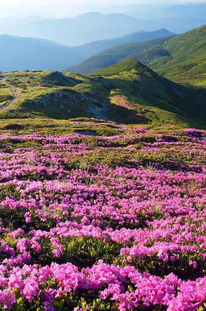 Campi di fiori in montagna