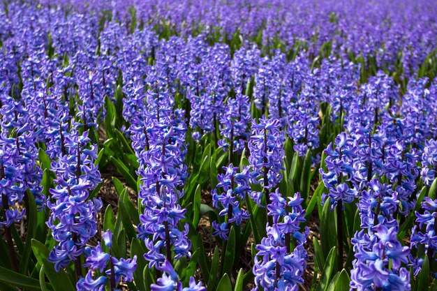 Campi di fiori olandesi