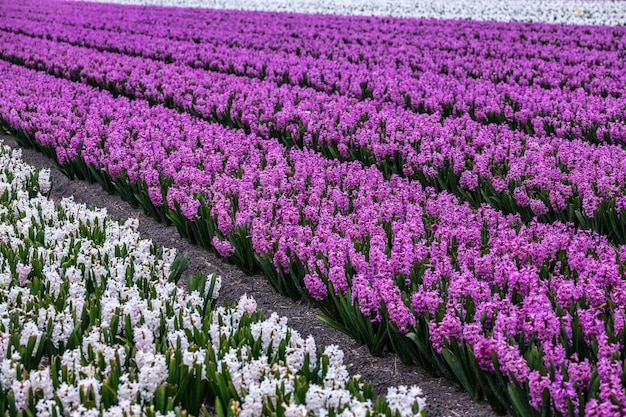 Campi di fiori olandesi