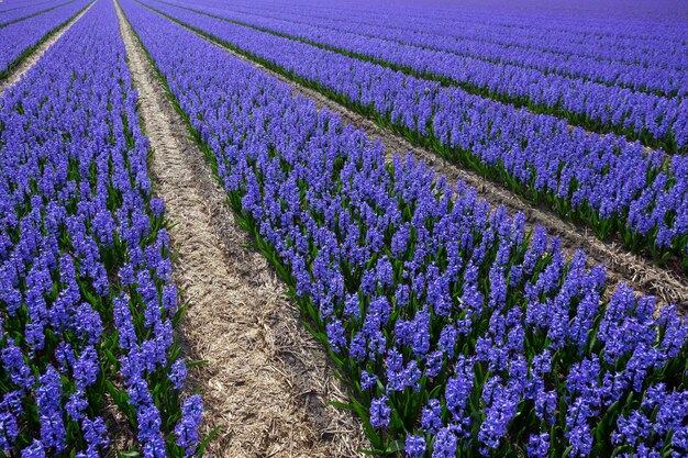 Campi di fiori olandesi