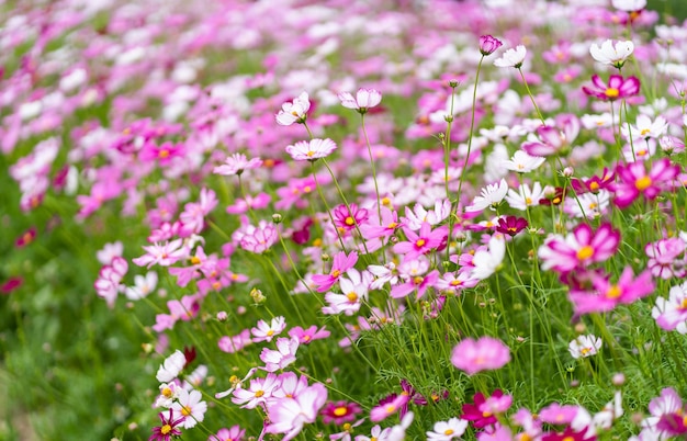 Campi di fiori rosa Cosmos Natura sfondo