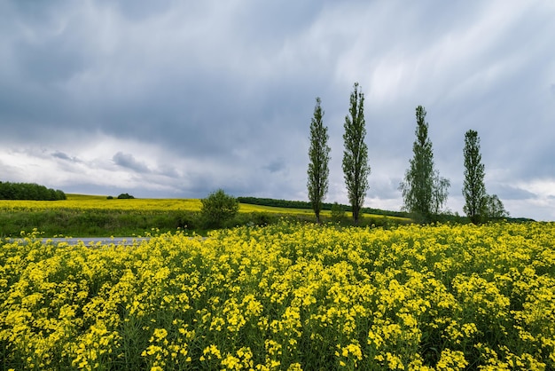 Campi di fioritura gialli della colza della primavera