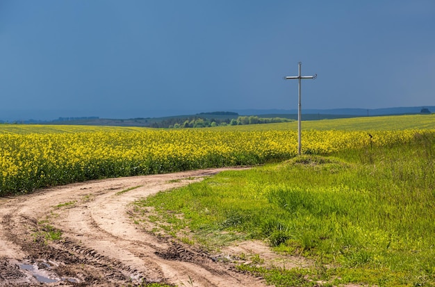 Campi di fioritura gialli della colza della primavera