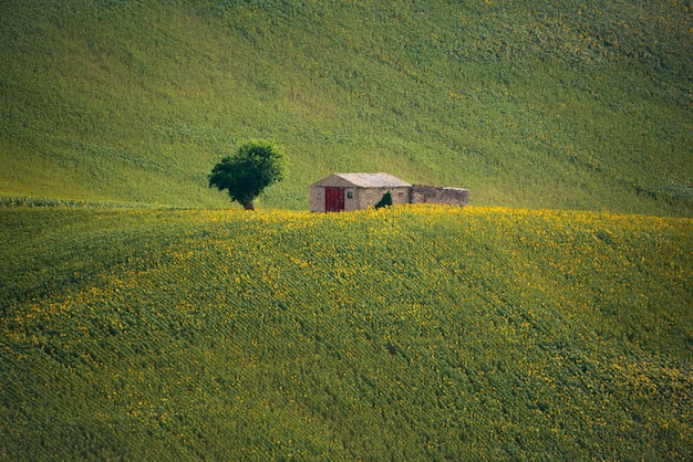 Campi di girasole in campagna con una fattoria