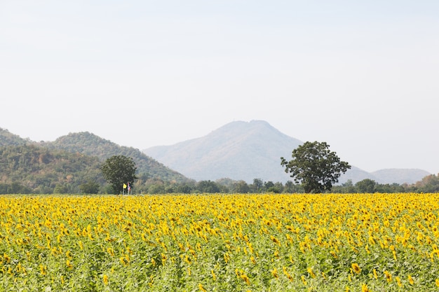 campi di girasole