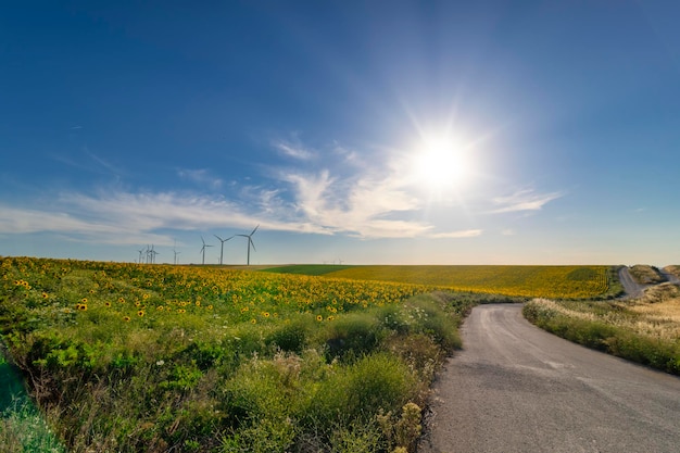 Campi di girasoli con strada laterale e mulini a vento in background energia rinnovabile Alta definizione