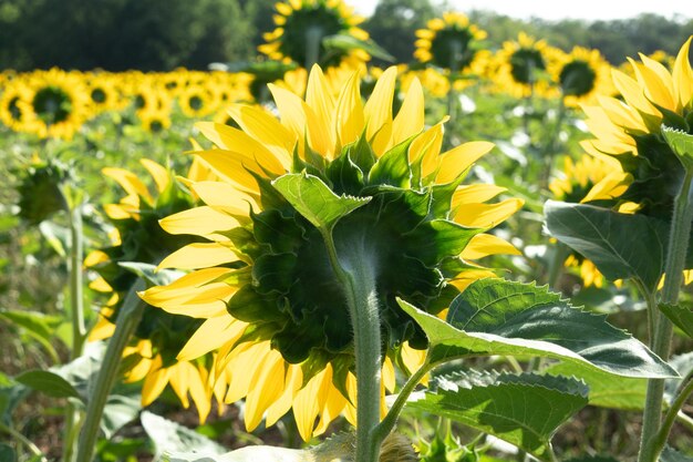 Campi di girasoli in estate in campagna e sotto un bellissimo cielo blu