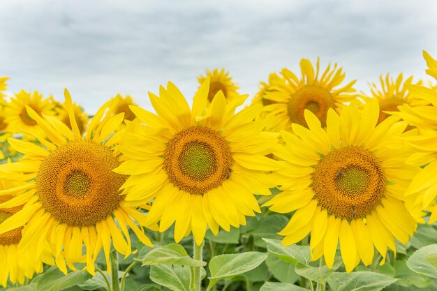 Campi di girasoli o sole Helianthus annuus coltivati per i suoi semi commestibili farina e olio