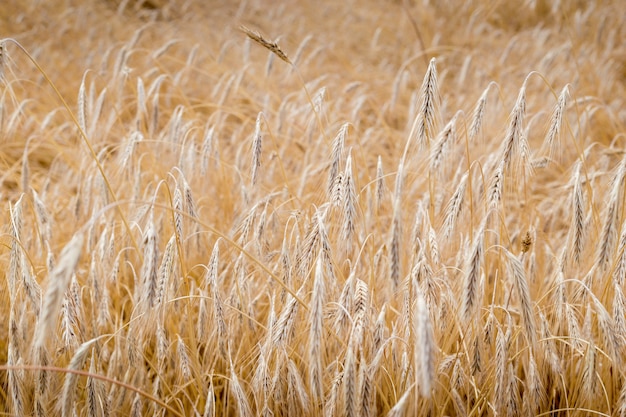 Campi di grano a fine estate completamente maturi