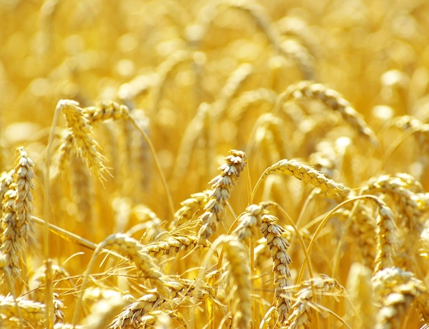 Campi di grano a fine estate completamente maturi
