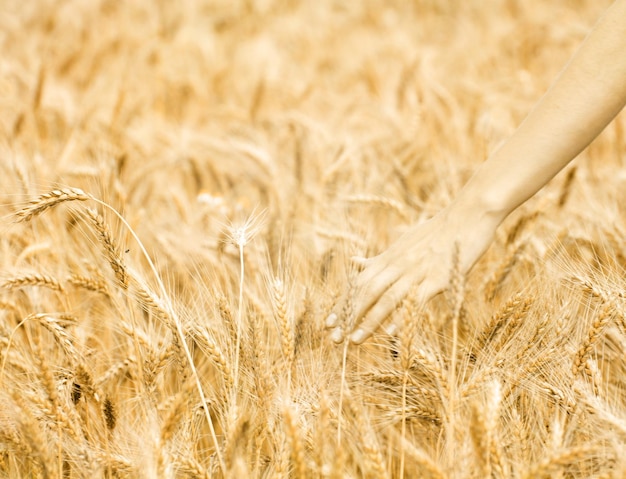 Campi di grano a fine estate completamente maturi