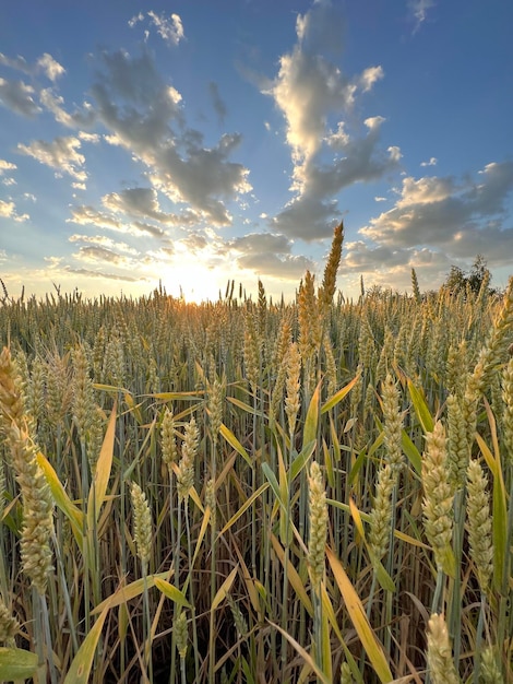 Campi di grano con il primo piano delle spighette