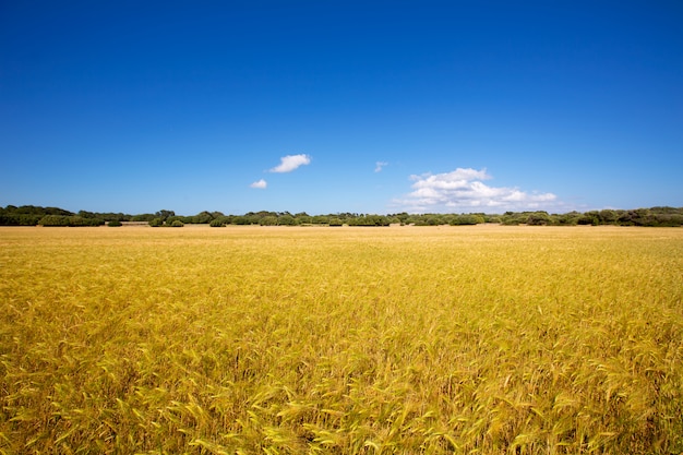 Campi di grano dorati di Minorca in Ciutadella