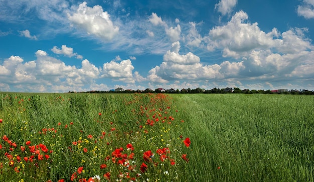 Campi di grano e papaveri ai margini e una vista del villaggio all'orizzonte e un bel cielo con nuvole