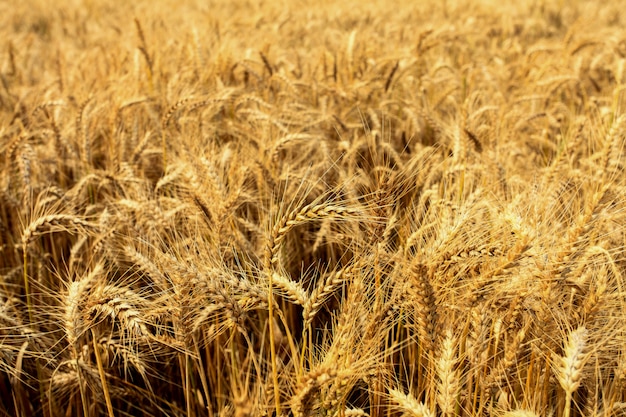 Campi di grano in estate