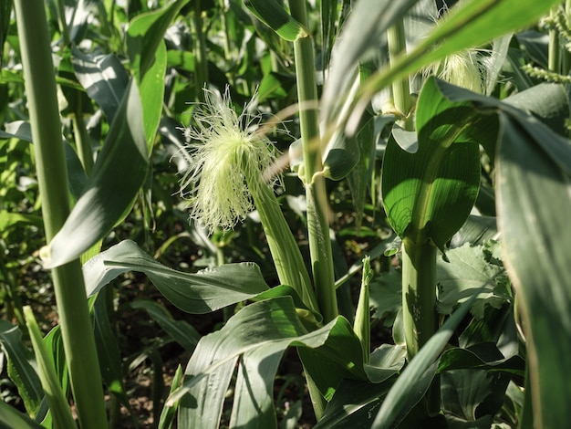 Campi di grano in fiore. Foto orizzontale.